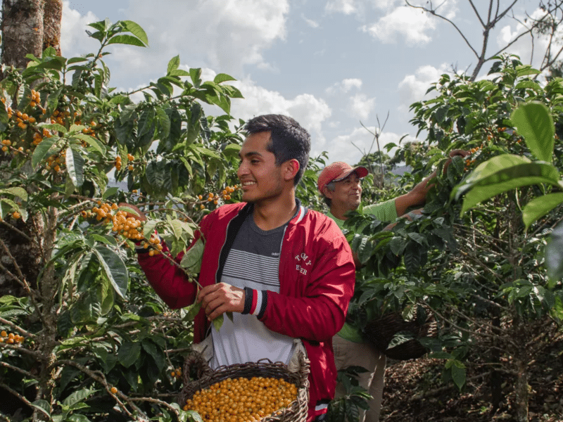 DC-C-0010-sanmartin10