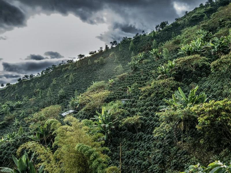 DC-C-0010-sanmartin6