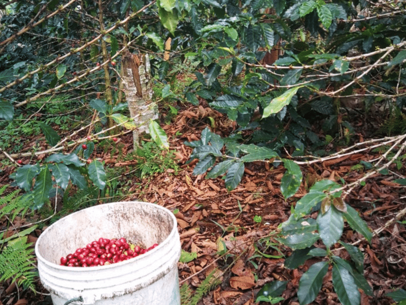 DC-C-0010-sanmartin7