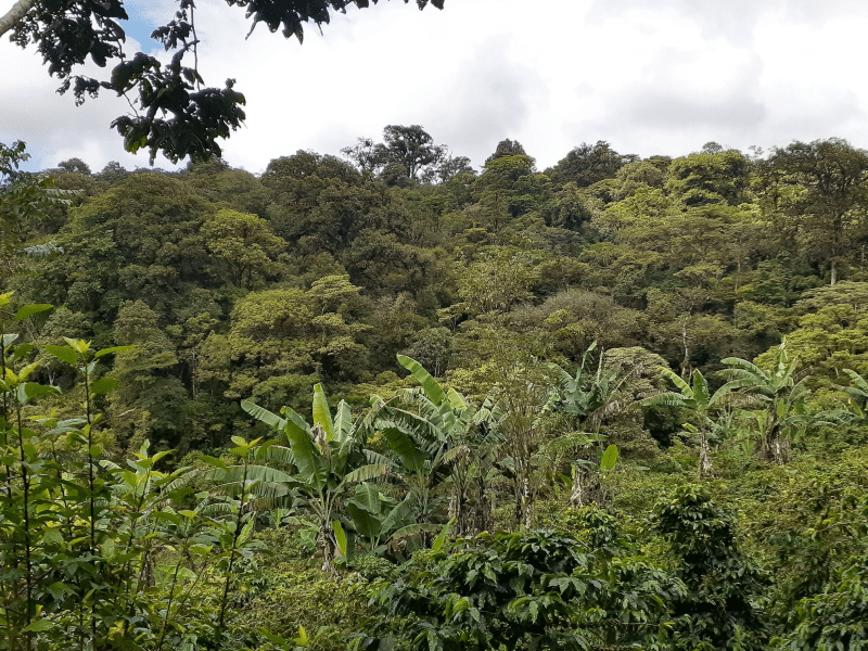 DC-C-0017-Soppexcca2