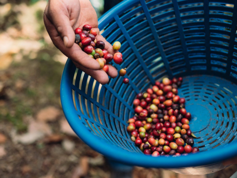 DC-C-0017-Soppexcca4