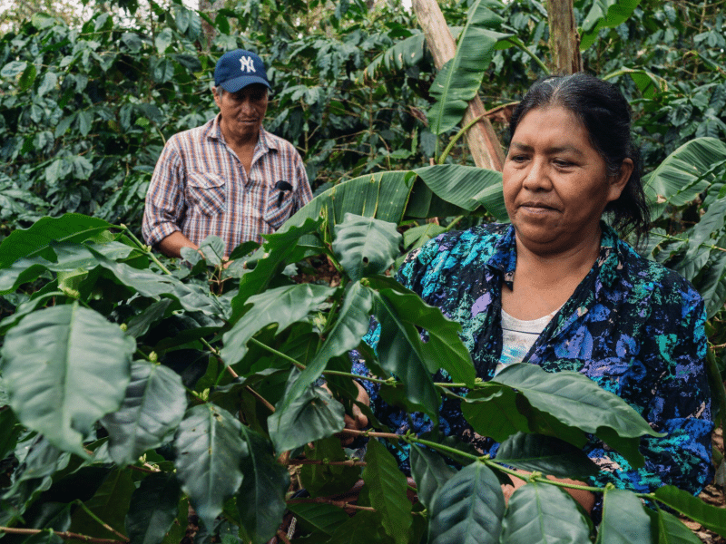 DC-C-0017-Soppexcca7